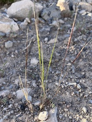 Aegilops cylindrica