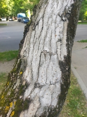 Acer negundo