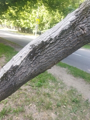 Acer negundo