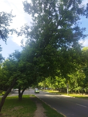 Acer negundo