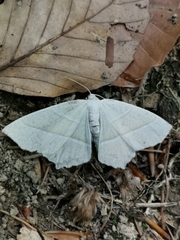 Campaea margaritaria