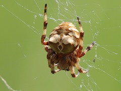 Araneus grossus