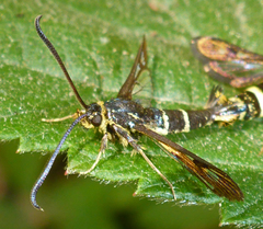 Synanthedon bibionipennis