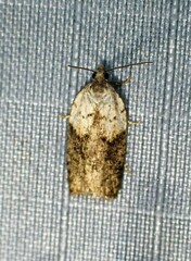 Acleris braunana