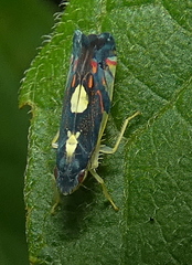 Diedrocephala variegata