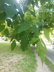 Acer negundo