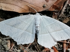 Campaea margaritaria