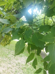Acer negundo
