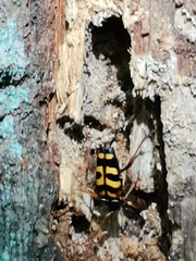 Leptura aurulenta