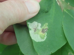 Leucanthiza dircella