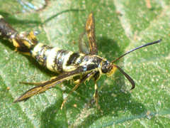 Synanthedon bibionipennis