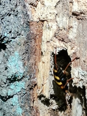 Leptura aurulenta