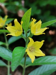 Lysimachia punctata