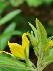 Lysimachia punctata
