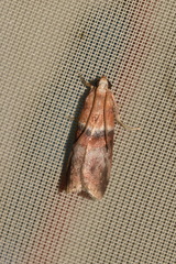 Acrobasis repandana