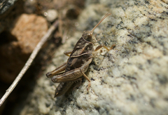 Haplotropis brunneriana