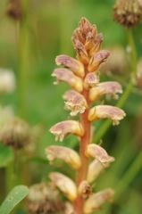 Orobanche minor