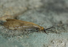 Neochauliodes umbratus