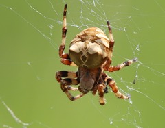 Araneus grossus