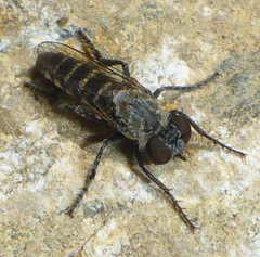 Brachyrhopalinae