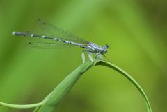 Platycnemis foliacea