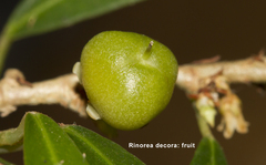 Rinorea decora