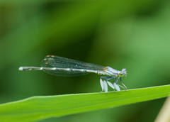 Platycnemis foliacea