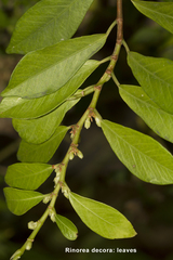 Rinorea decora