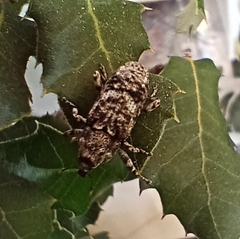 Gasterocercus depressirostris