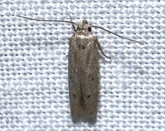 Hypatopa punctiferella