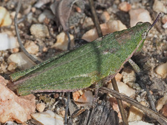 Pyrgomorpha