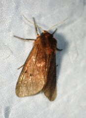 Phragmatobia assimilans