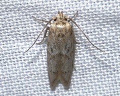 Blastobasis taurusella