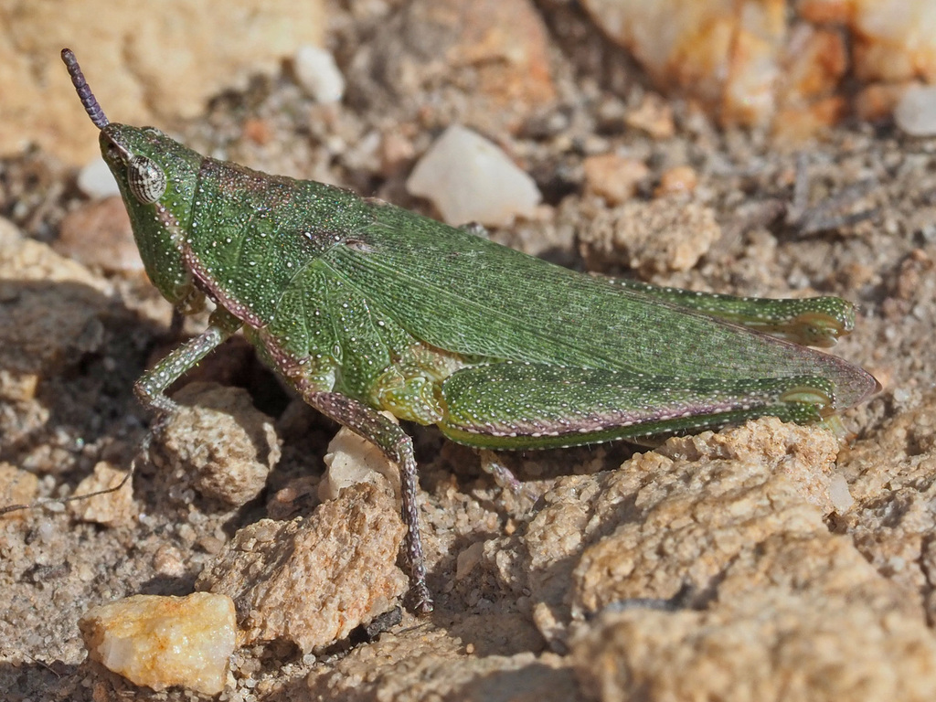 Tanitella