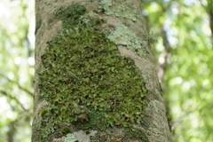 Pleurosticta acetabulum