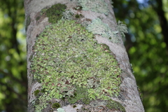 Pleurosticta acetabulum