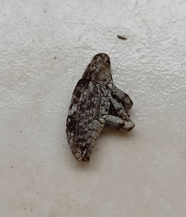 Gasterocercus depressirostris