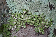 Pleurosticta acetabulum