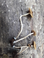 Conocybe brunnea