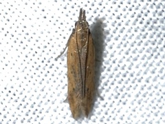 Mesophleps adustipennis