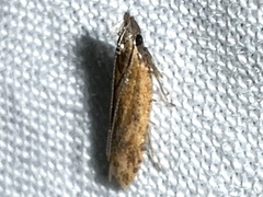 Mesophleps adustipennis