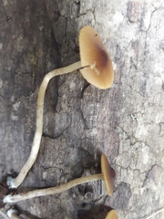 Conocybe brunnea