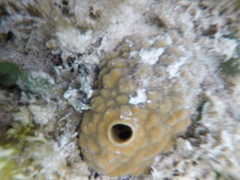 Cliona varians