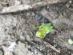 Sphaenorhynchus lacteus