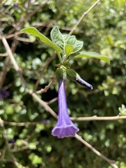 Iochroma cyaneum