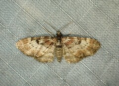 Eupithecia mutata