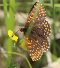 Melitaea britomartis