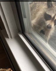 Procyon lotor