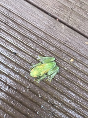 Sphaenorhynchus lacteus