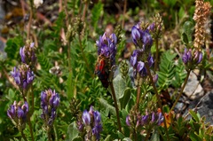 Astragalus leontinus